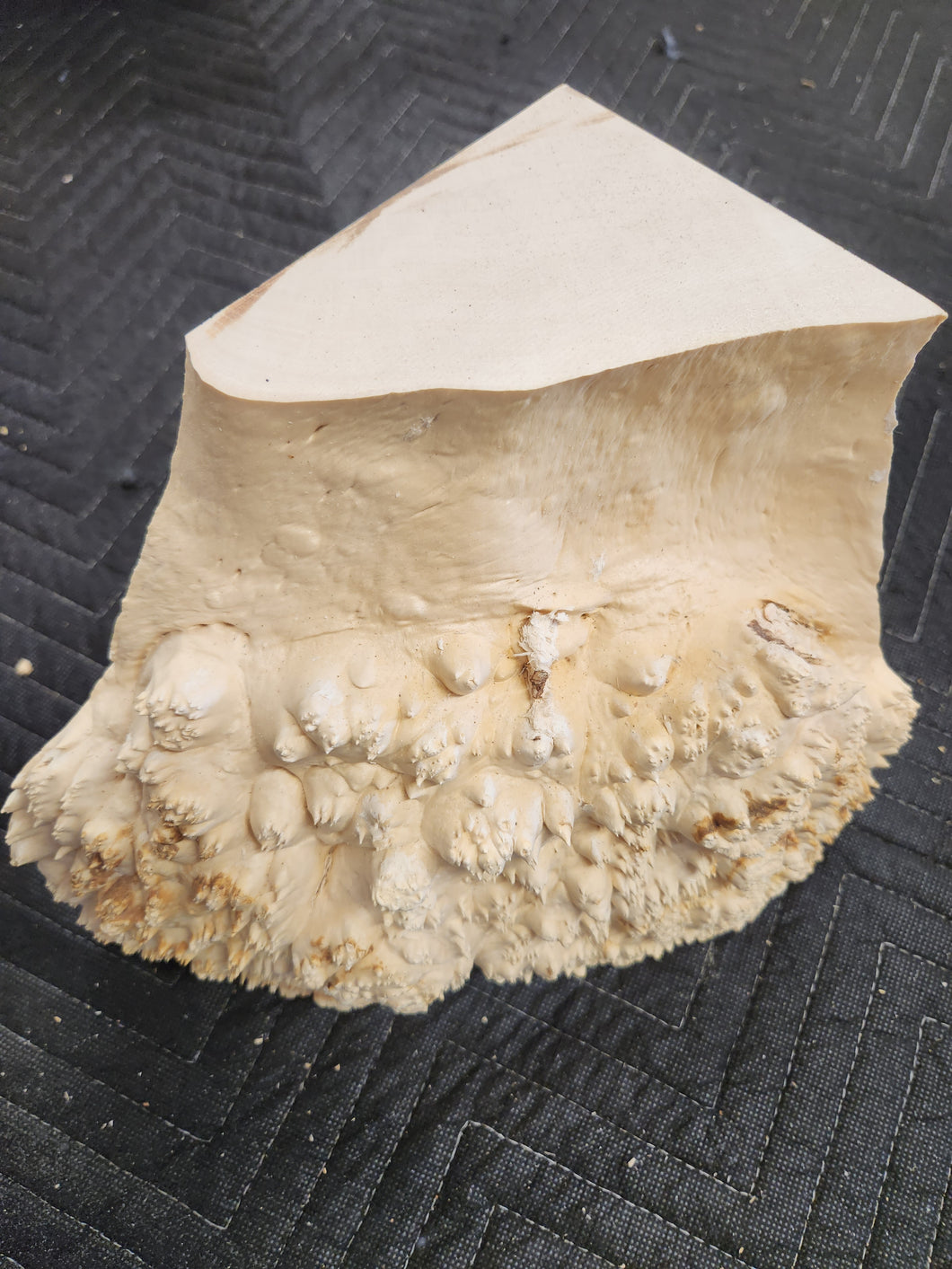 Box elder burl cap