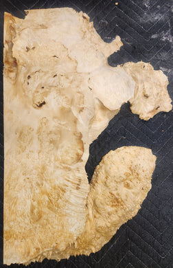 Box Elder Burl Slab