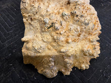 Box Elder Burl Cap