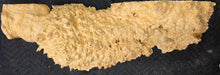 Box Elder Burl cap