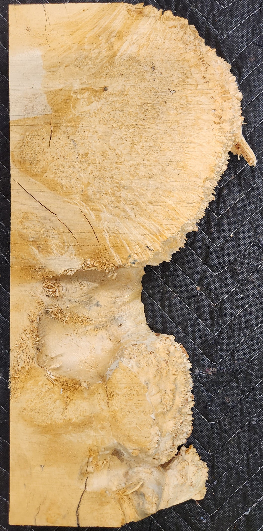 Box Elder Burl Slab