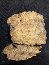 Box Elder Burl cap