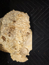 Box Elder Burl Cap