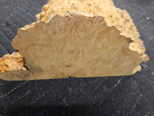 Box Elder Burl cap