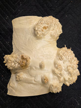 Box Elder Burl Cap