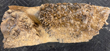 Box Elder Burl Cap