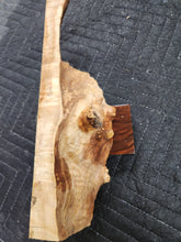 Casting Horse Chestnut