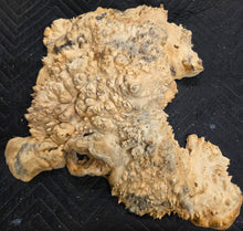 Box Elder Burl Cap