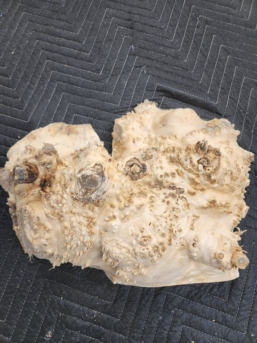 Box elder burl cap