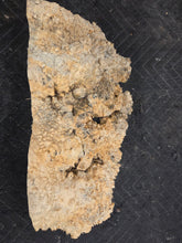Box Elder Burl cap