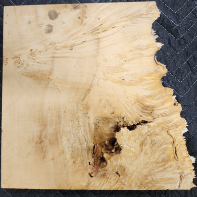 Box Elder Burl Slab
