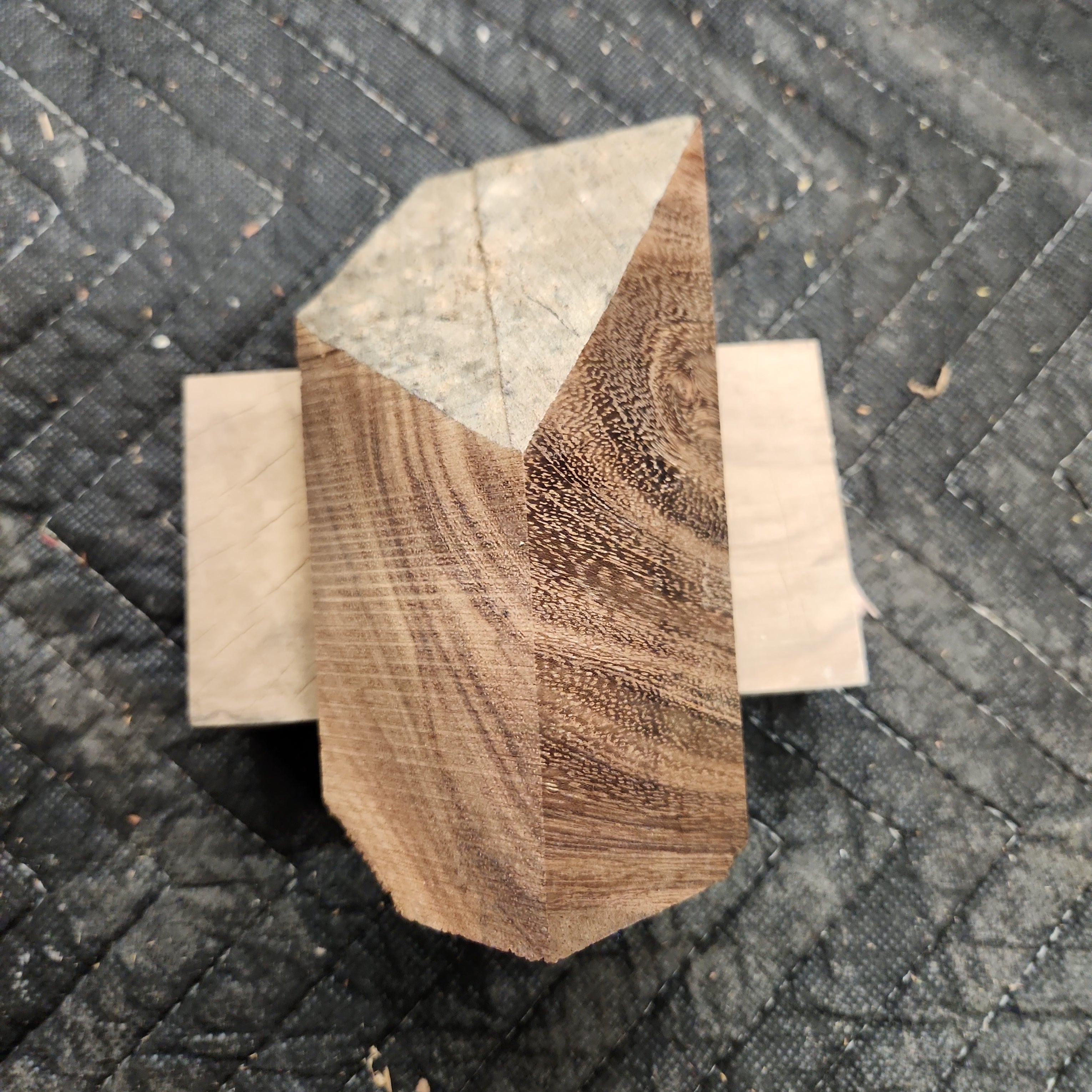 Blackwood Acacia