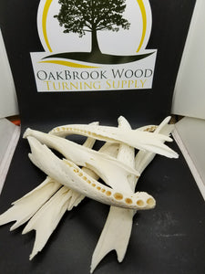 Casting Alligator Jawbones - Oakbrook Wood Turning Supply