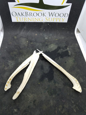 Casting Gator Jaw Bone - Oakbrook Wood Turning Supply