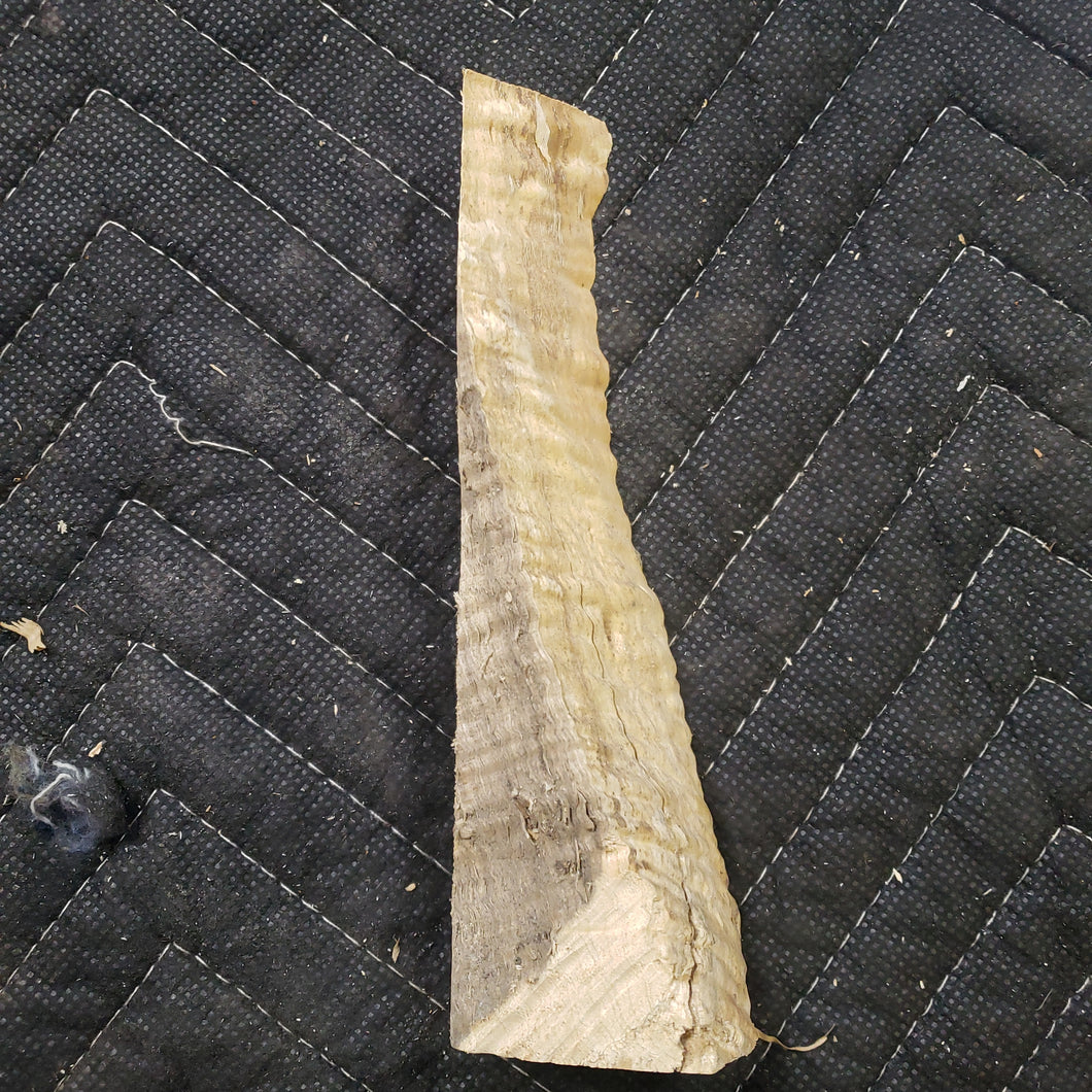 Casting maple curly