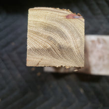 Desert ironwood
