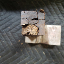 Desert ironwood
