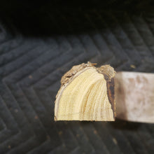 Desert ironwood