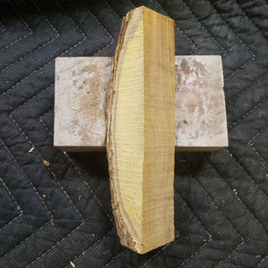 Desert ironwood
