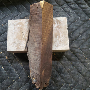 Desert ironwood