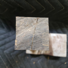 Desert ironwood