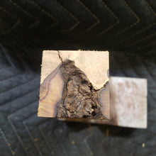 Desert ironwood