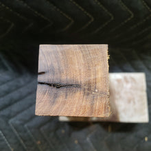 Desert ironwood