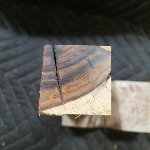Desert ironwood
