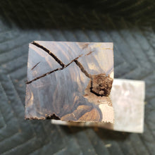 Desert ironwood