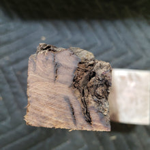 Desert ironwood