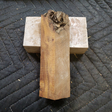 Desert ironwood