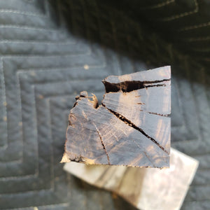 Desert ironwood