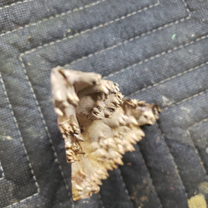 Casting box elder