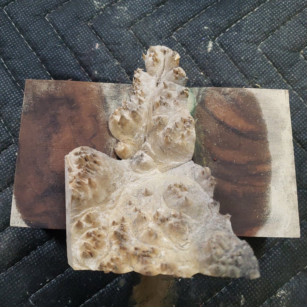 Casting box elder