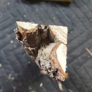 Casting Western cedar