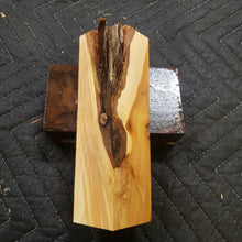 Casting Utah juniper