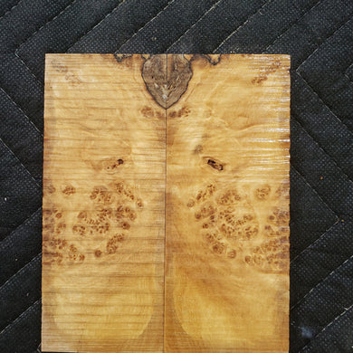 Stabilized box elder knife scale